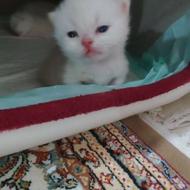 واگذاری توله پرشین بریتیش اصیل