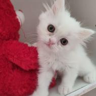 گربه پرشین بریتیش اصیل