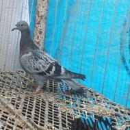 گمشده کبوترپلاکی جوجه