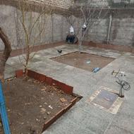 کبوتر تخم گذار