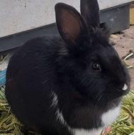 3 عدد خرگوش سالم،زیبا و بازیگوش