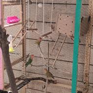 کوتوله برزیلی 4تاباهم