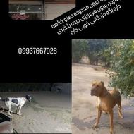 سگ گم شده سمت دهنو