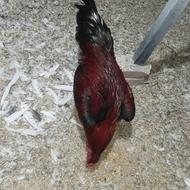 خروس لاری و مرغ