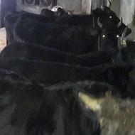 فروش 12 راس گاو وگوساله داشتی