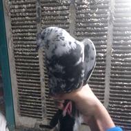 کفتر طاق با کفتر