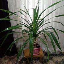 فروش پاندانوس سایز بزرگ