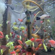 ماهی گیاهخوار و بچه زا و کفخوار