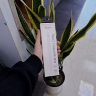 قلم تبلت برند yesido