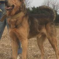 واگذاری سگ نر پژدر کردی