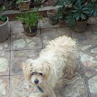 سگ پاکوتاه ماده واگذار