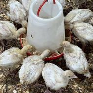 نیمچه بوقلمون