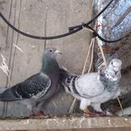 کبوتر پلاکی مسافتی بلند پلاک جی پی اس