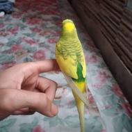 مرغ عشق دستی با لوازم