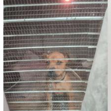 سگ از نژاد پیت بول واگذاری