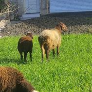 فروش گوسفند نر تخمی