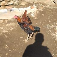 خروس زیبا بدون هیچ مریضی