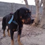 واگذاری سگ روتفایلر نر