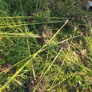 نهال نی خیزران عالی تعداد زیاد با ریشه