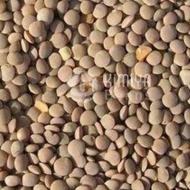 فروش عدس . بادام زمینی .کتان .کاه عدس وغیره ...