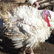 بوقلمون ارگانیک