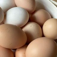 تخمه مرغ محلی