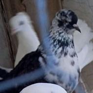 یک جفت کبوتر