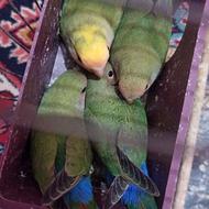 4 عدد طوطی برزیلی