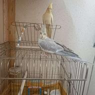 عروس هلندی دستی