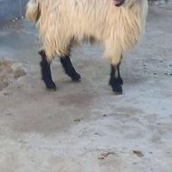 بزغاله سفید