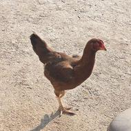 خروس لاری اصیل