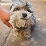 واگذاری سگ شیتزو