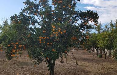 فروش باغ مرکبات 2500 متری تالار شادزین