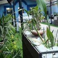 سالن دار،تخته کار