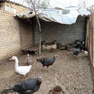 قوغاز و بوقلمون