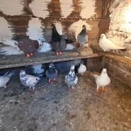 کبوتر المانی