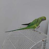 ملنگو ماده سالم