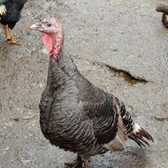 بوقلمون سالم