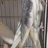 عروس هلندی مولد و جوجه