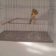 قناری ماده رسمی بلند