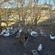 فروش غاز محلی یک ساله