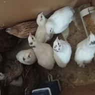 بلدرچین 30 روزه