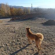 واگذاری دو قلاده سگ سرابی