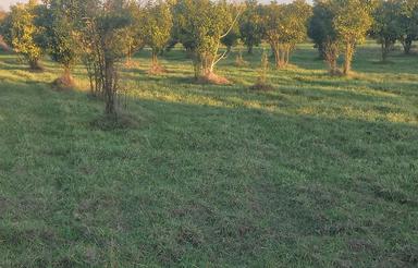 فروش زمین کشاورزی 400 متر در بالاتجن