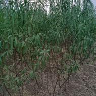 فروش نهال پیوندی بادام دیر گل آذر و یاماقا در شهر جوانقلعه