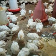 بوقلمون بیوتی