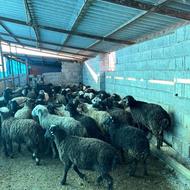 فروش بره نر پروای