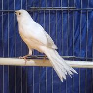 قناری نر سفید قرص