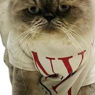 گربه پرشین با تمام لوازم