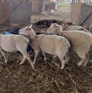 گوسفند و بز نژاد شاروله سانن آلپاین رومن